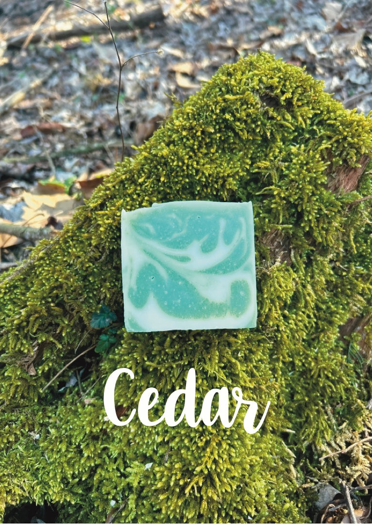 Cedar